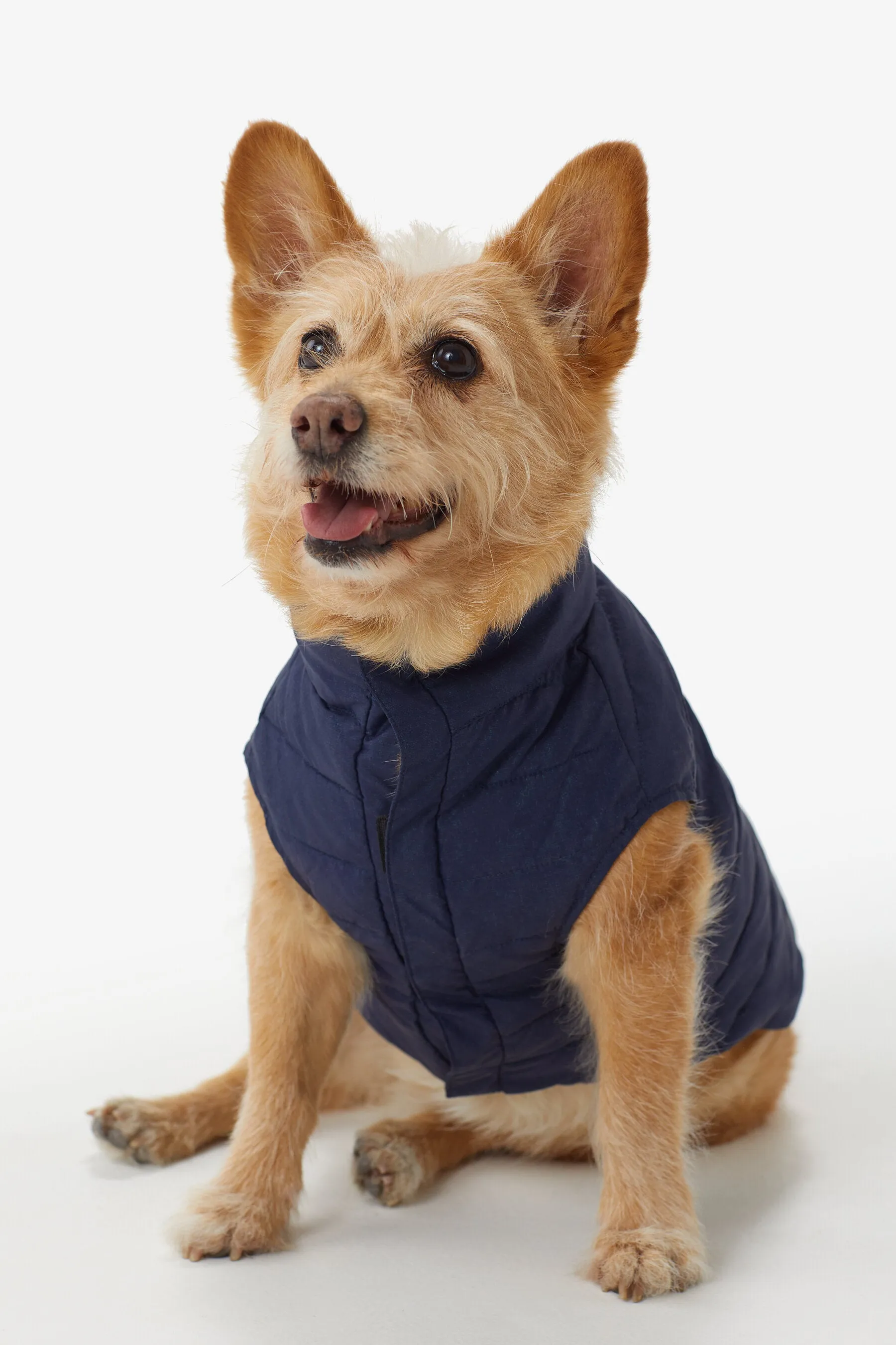 Ellie Dog Jacket