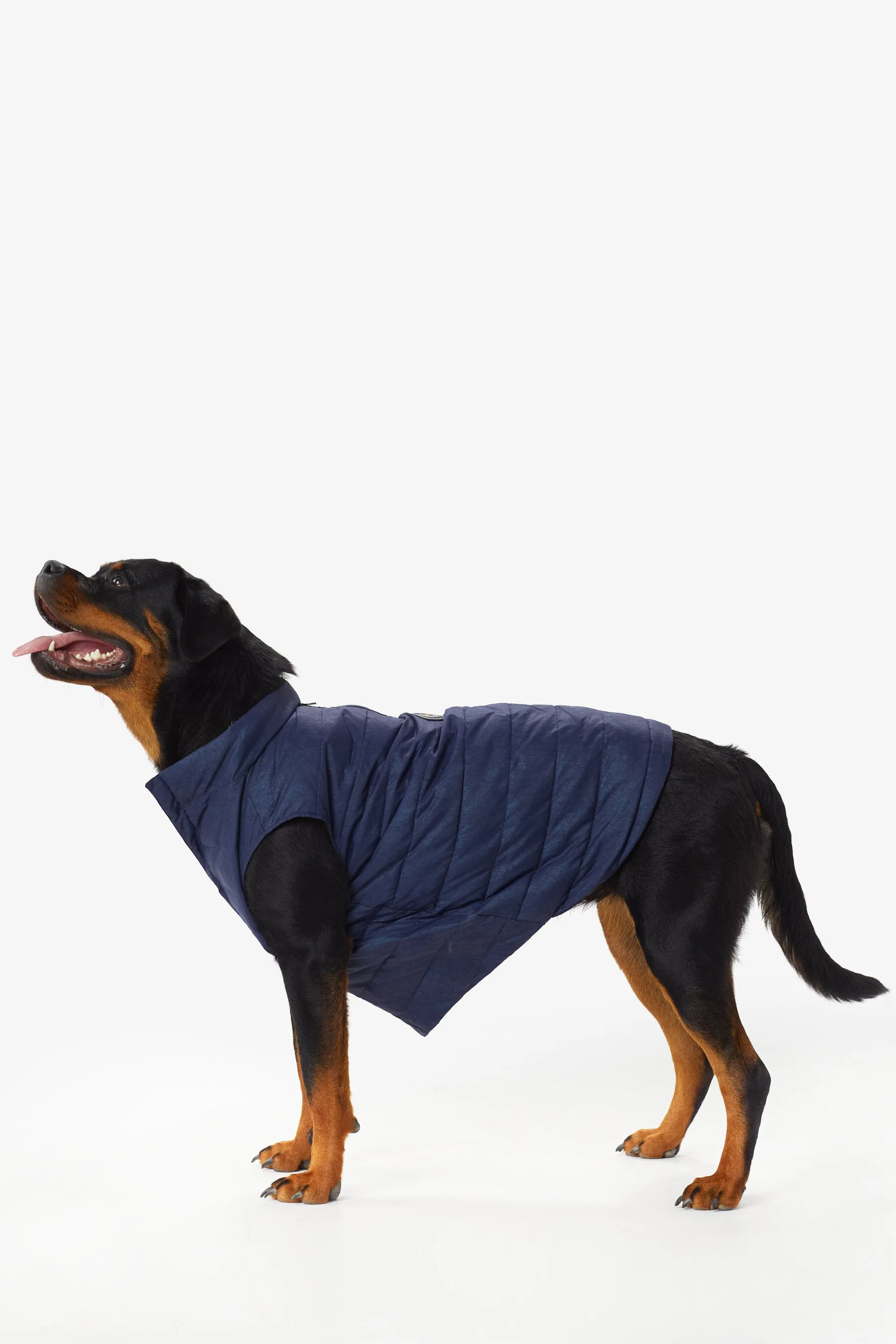 Ellie Dog Jacket