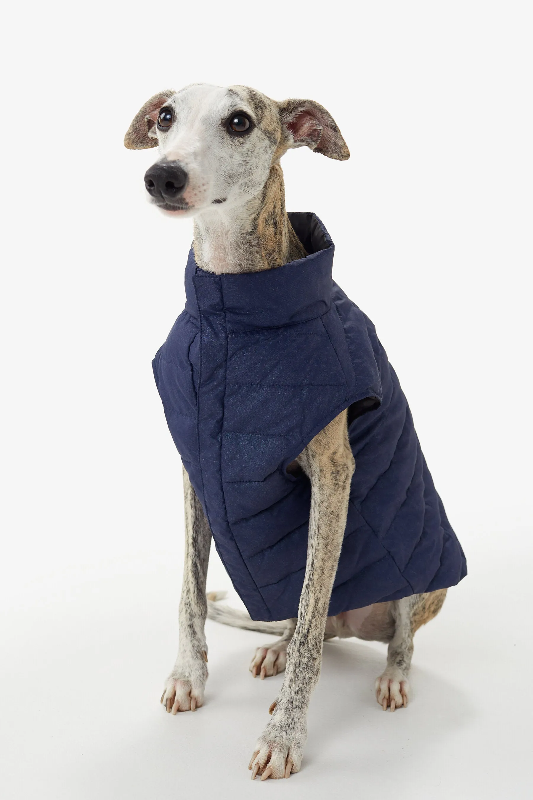 Ellie Dog Jacket