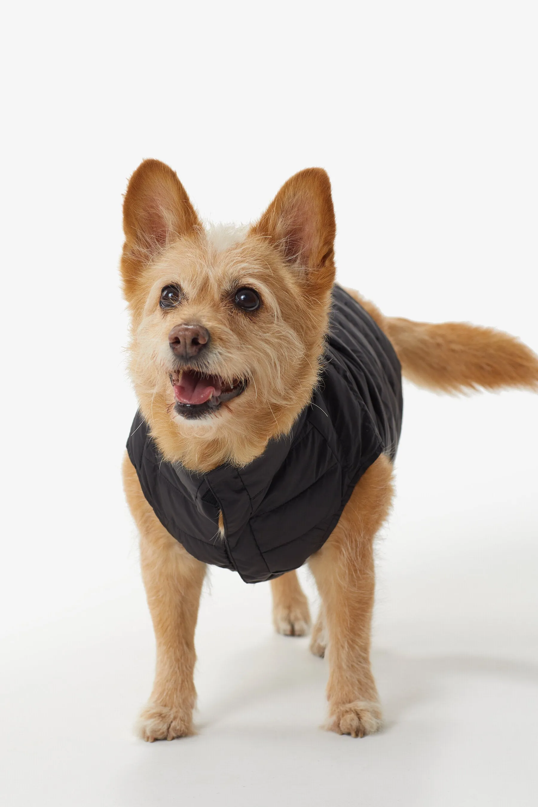 Ellie Dog Jacket