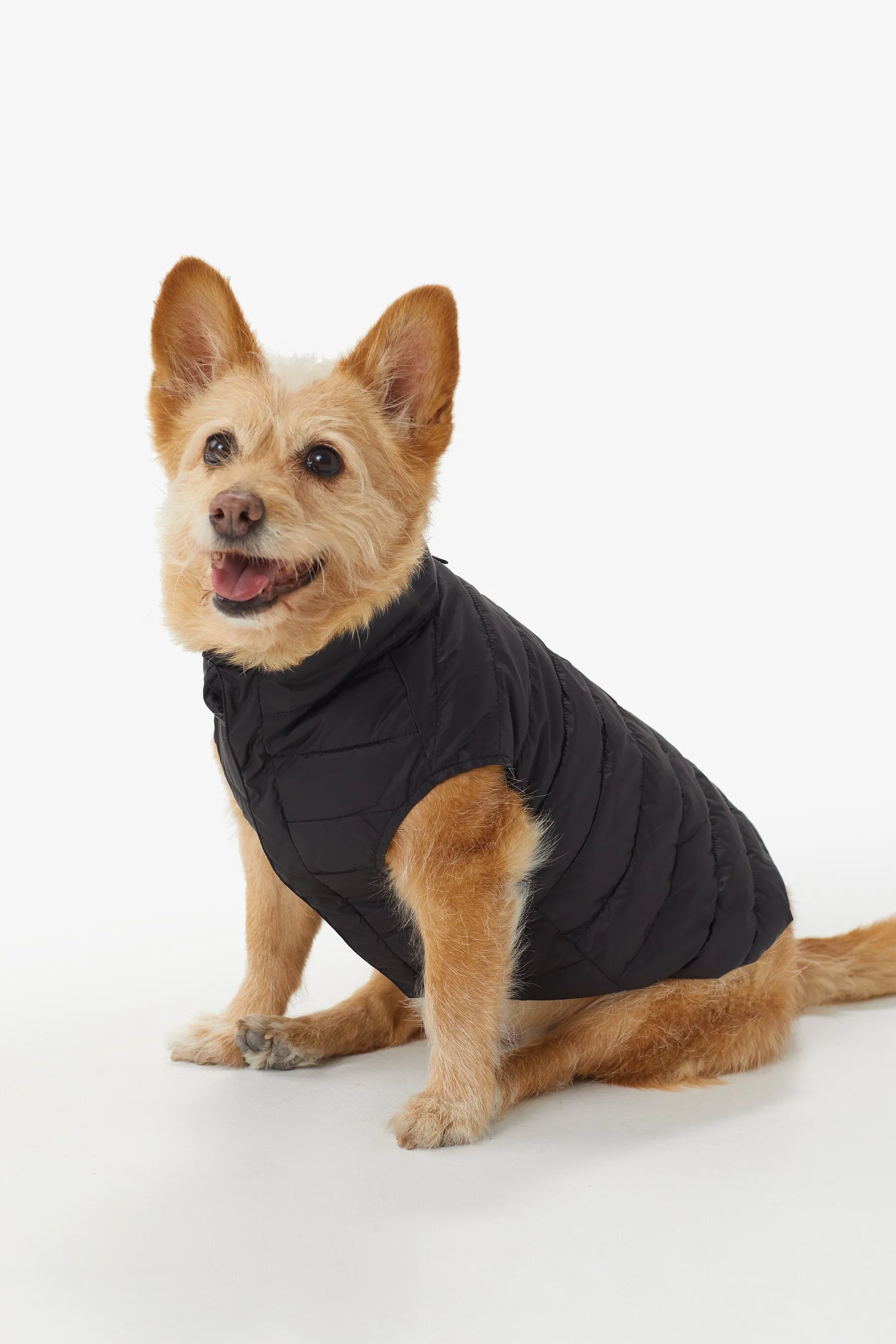 Ellie Dog Jacket