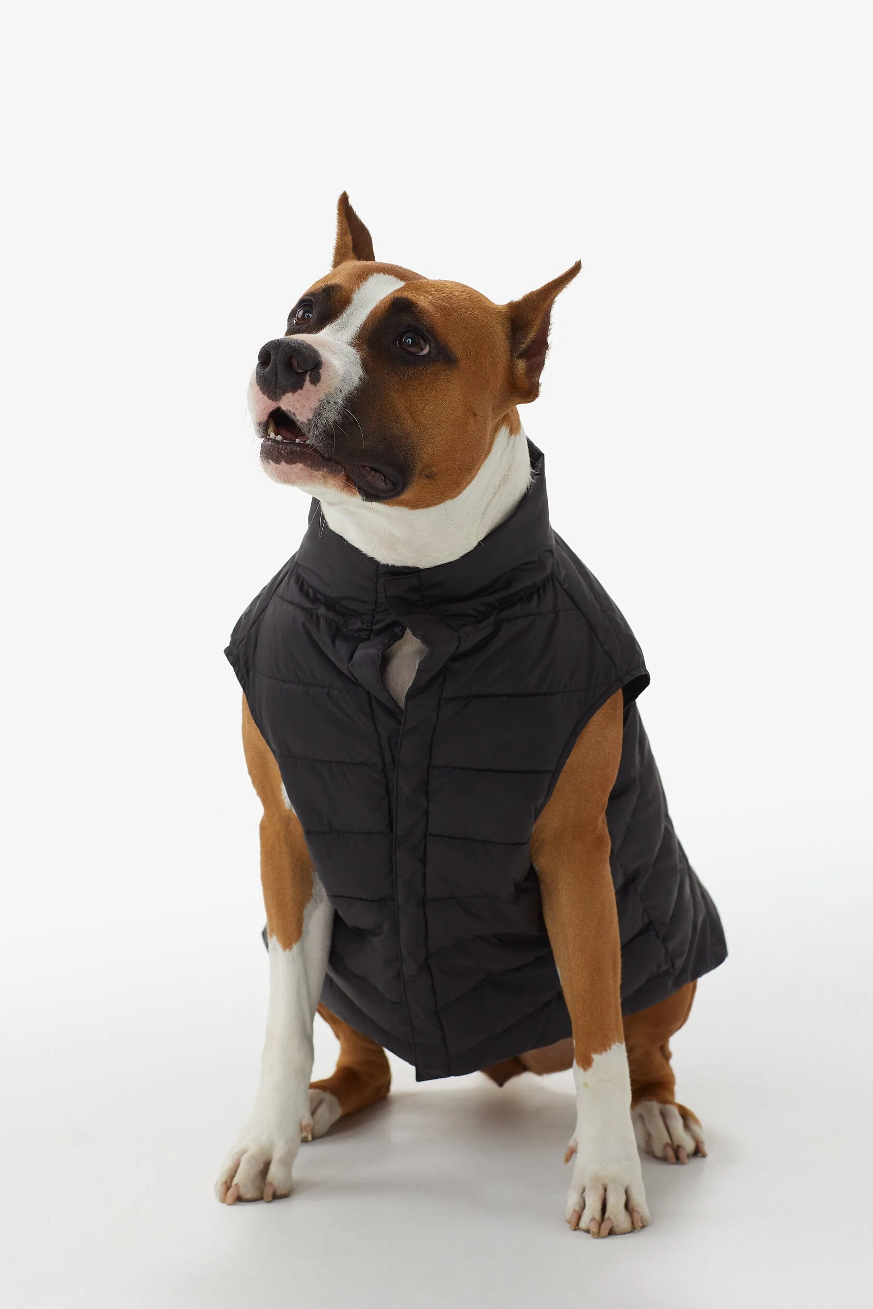 Ellie Dog Jacket