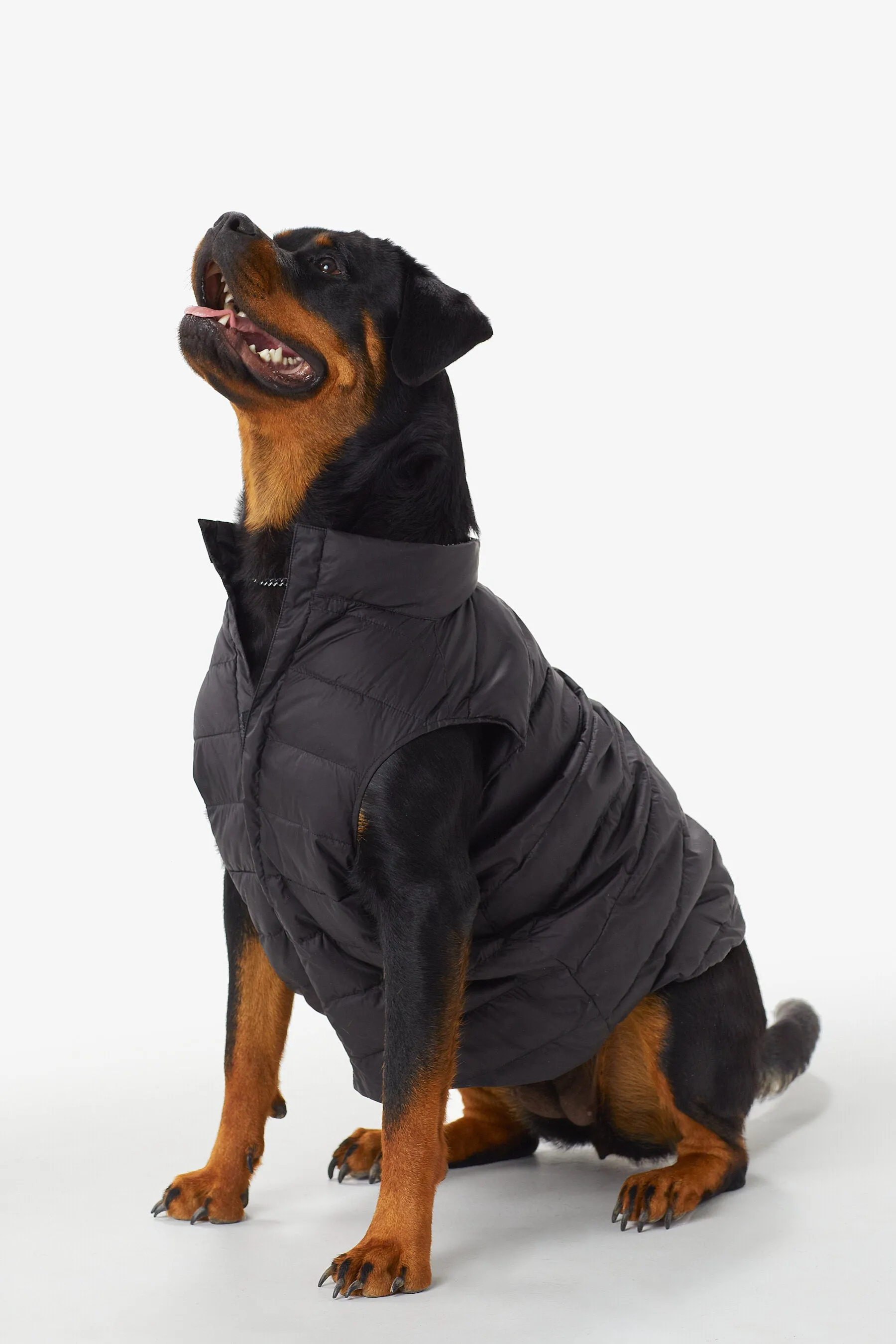 Ellie Dog Jacket